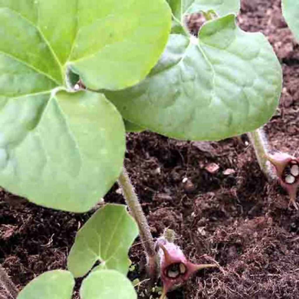 Asarum canadense - Kanadische Haselwurz