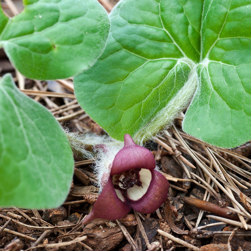 Asarum canadense - Kanadische Haselwurz