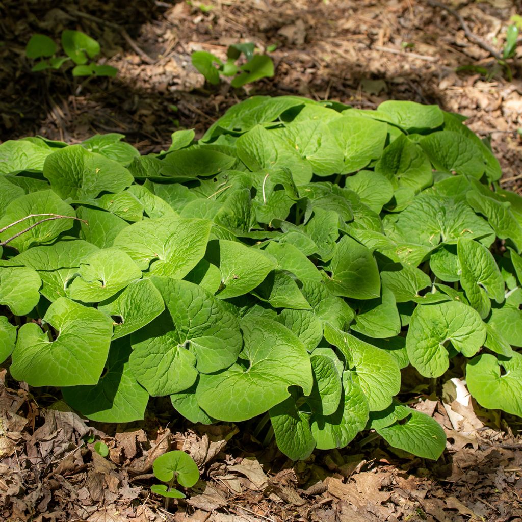 Asarum canadense - Kanadische Haselwurz