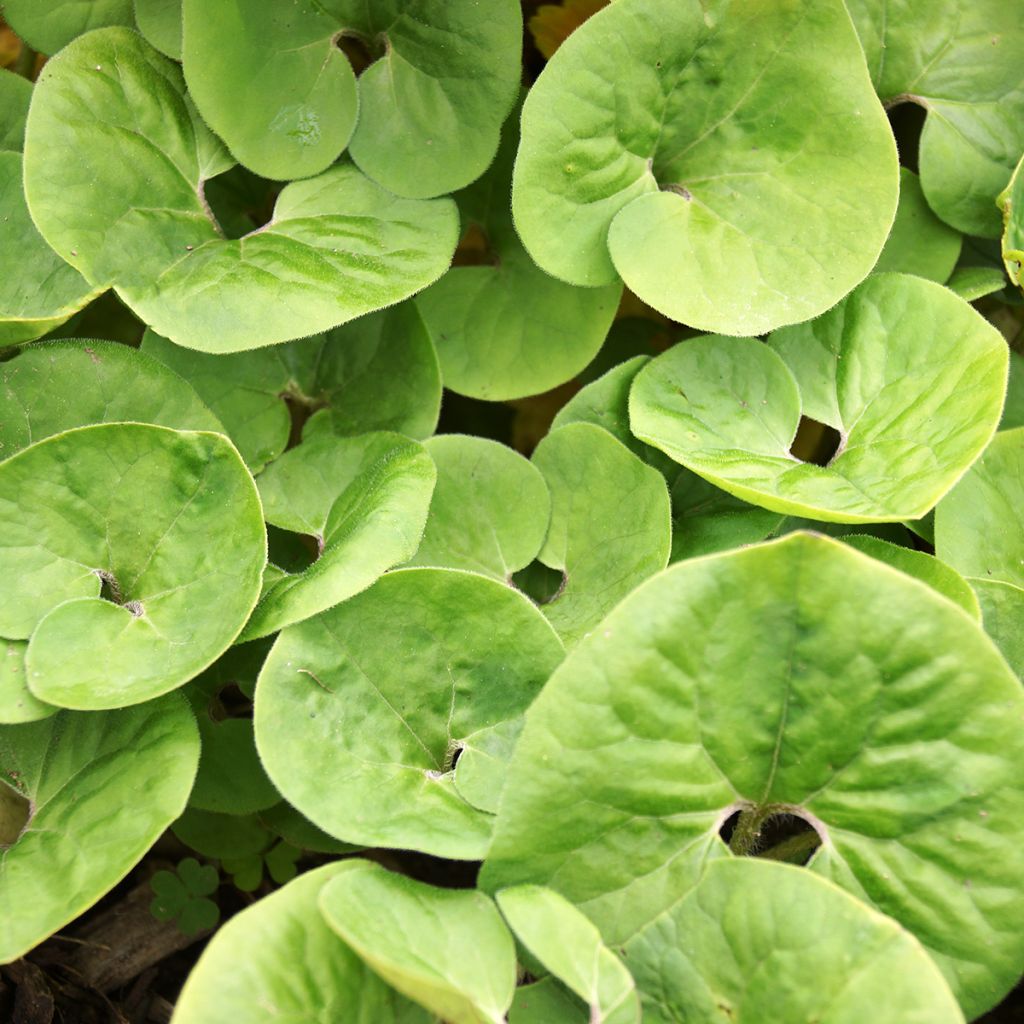 Asarum canadense - Kanadische Haselwurz