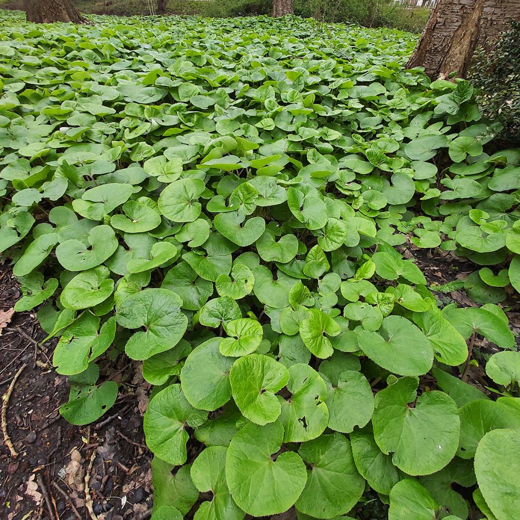 Asarum canadense - Kanadische Haselwurz