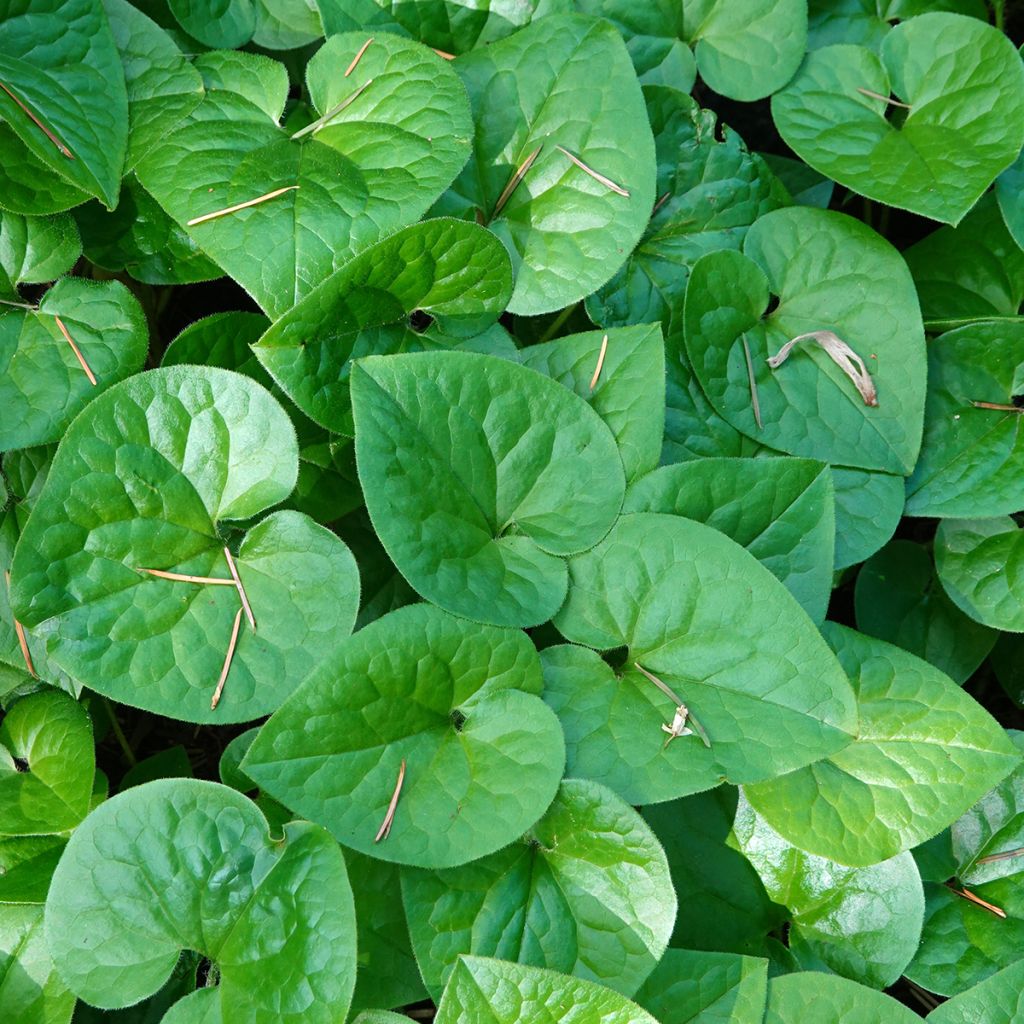 Asarum caudatum - Geschwänzte Haselwurz