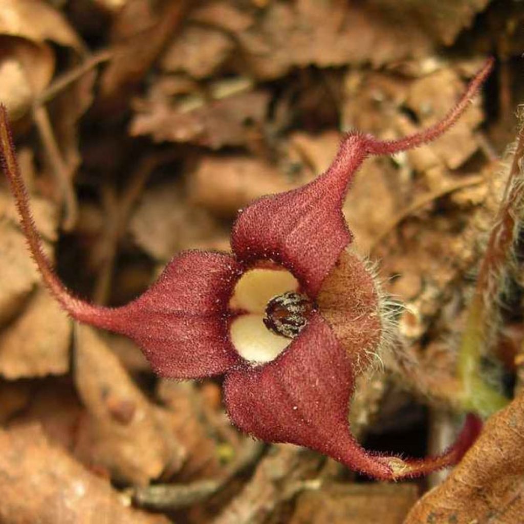 Asarum caudatum - Geschwänzte Haselwurz