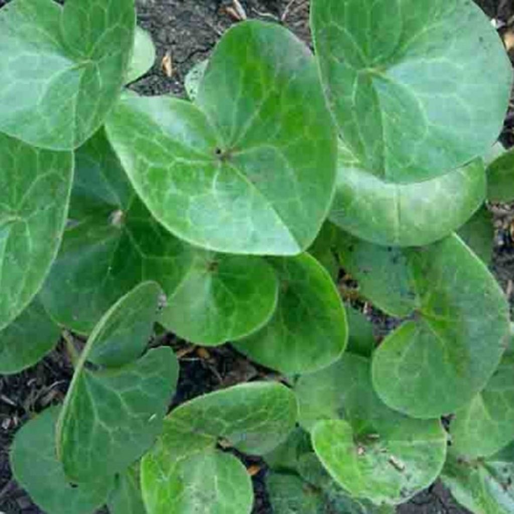 Asarum europaeum - Gewöhnliche Haselwurz