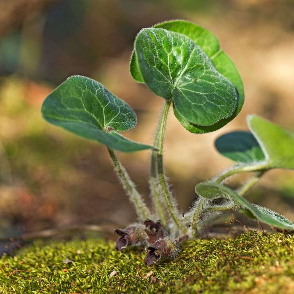 Asarum europaeum - Gewöhnliche Haselwurz