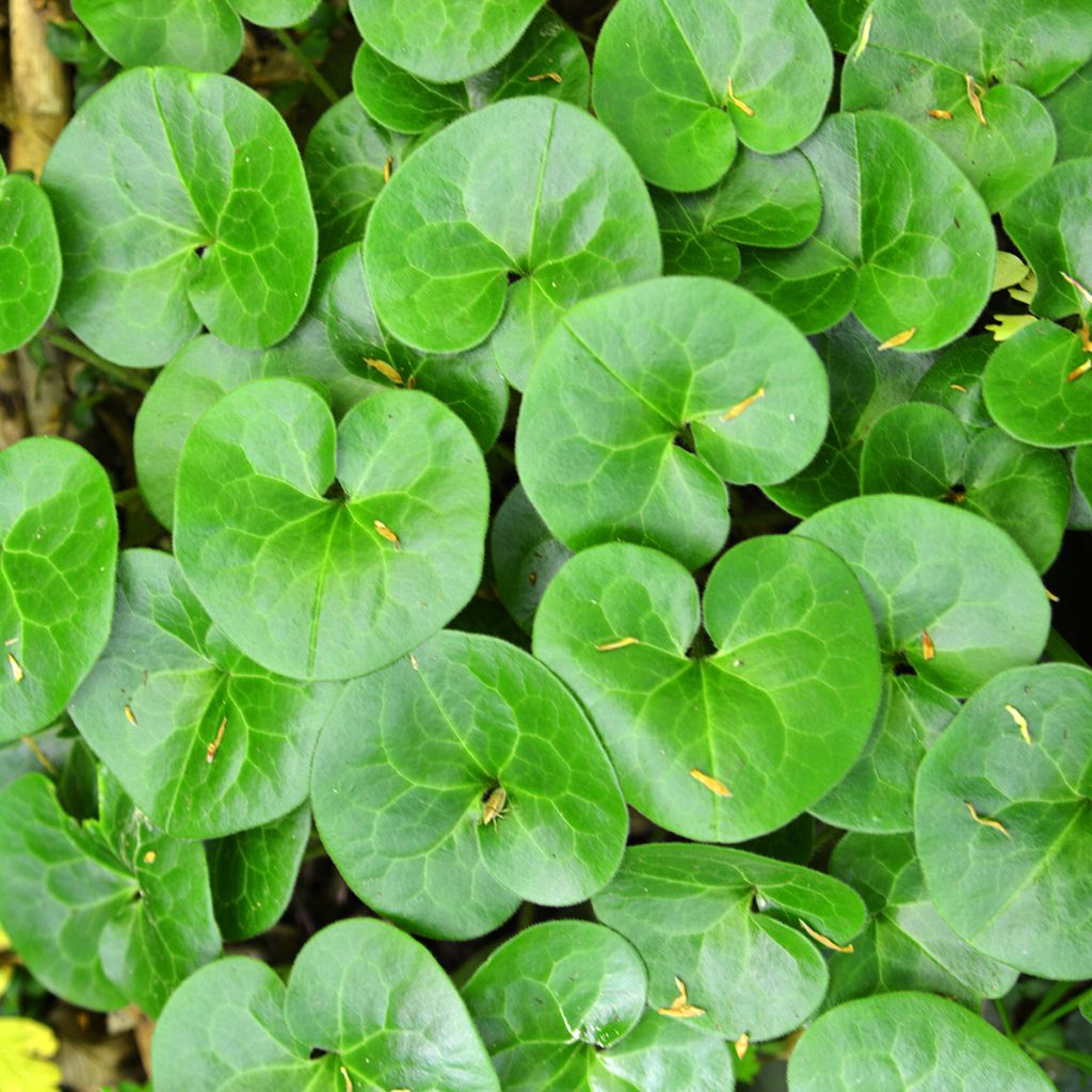 Asarum europaeum - Gewöhnliche Haselwurz