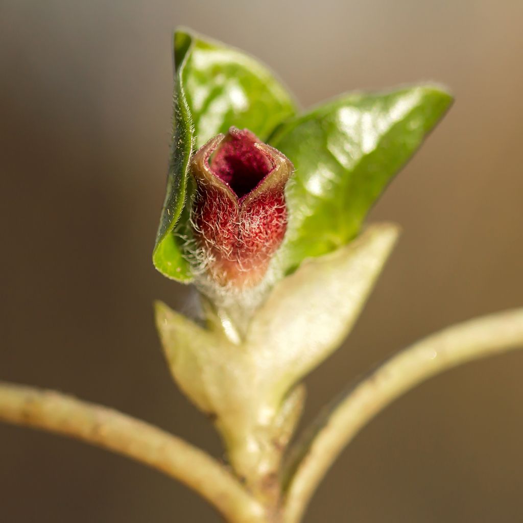 Asarum europaeum - Gewöhnliche Haselwurz