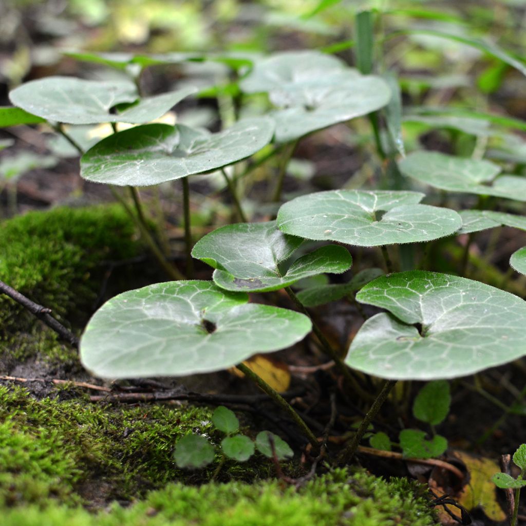 Asarum europaeum - Gewöhnliche Haselwurz