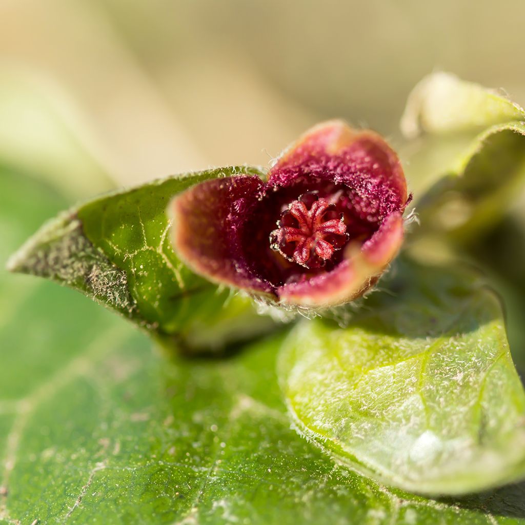 Asarum europaeum - Gewöhnliche Haselwurz