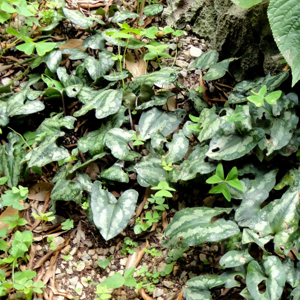 Asarum splendens - Glänzende Haselwurz