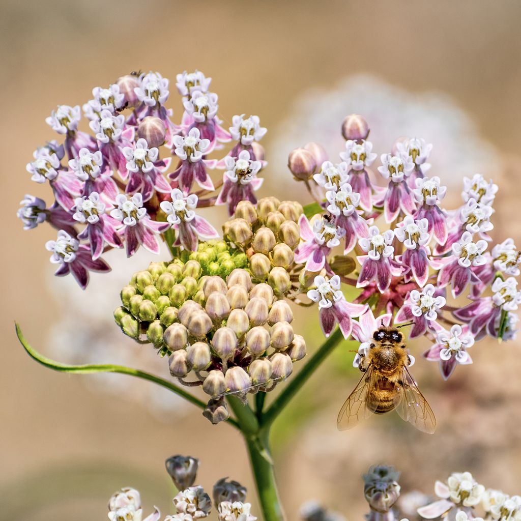 Asclepias fascicularis - Schmalblättrige Seidenpflanze