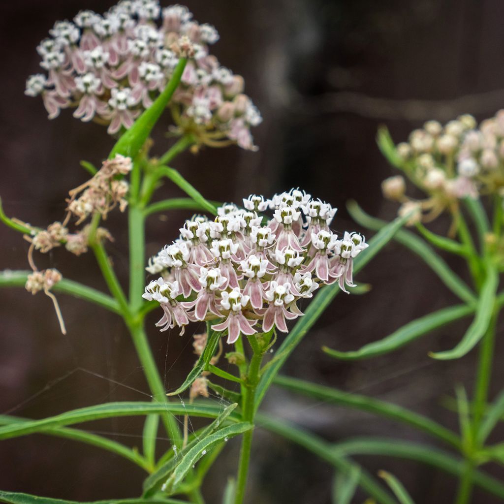 Asclepias fascicularis - Schmalblättrige Seidenpflanze