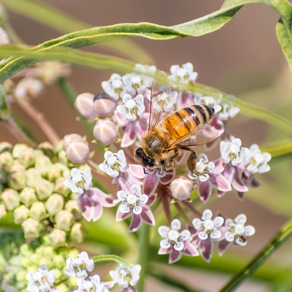 Asclepias fascicularis - Schmalblättrige Seidenpflanze