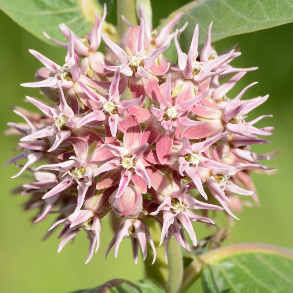 Asclepias speciosa - Prächtige Seidenpflanze