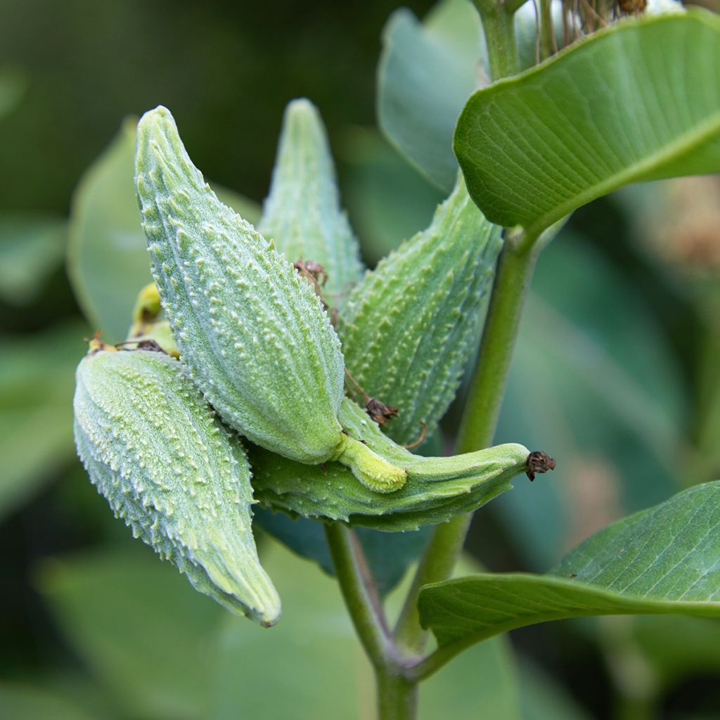 Asclepias speciosa - Prächtige Seidenpflanze