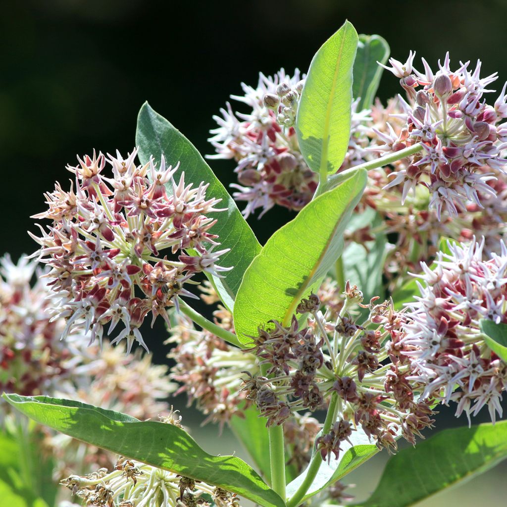 Asclepias speciosa - Prächtige Seidenpflanze