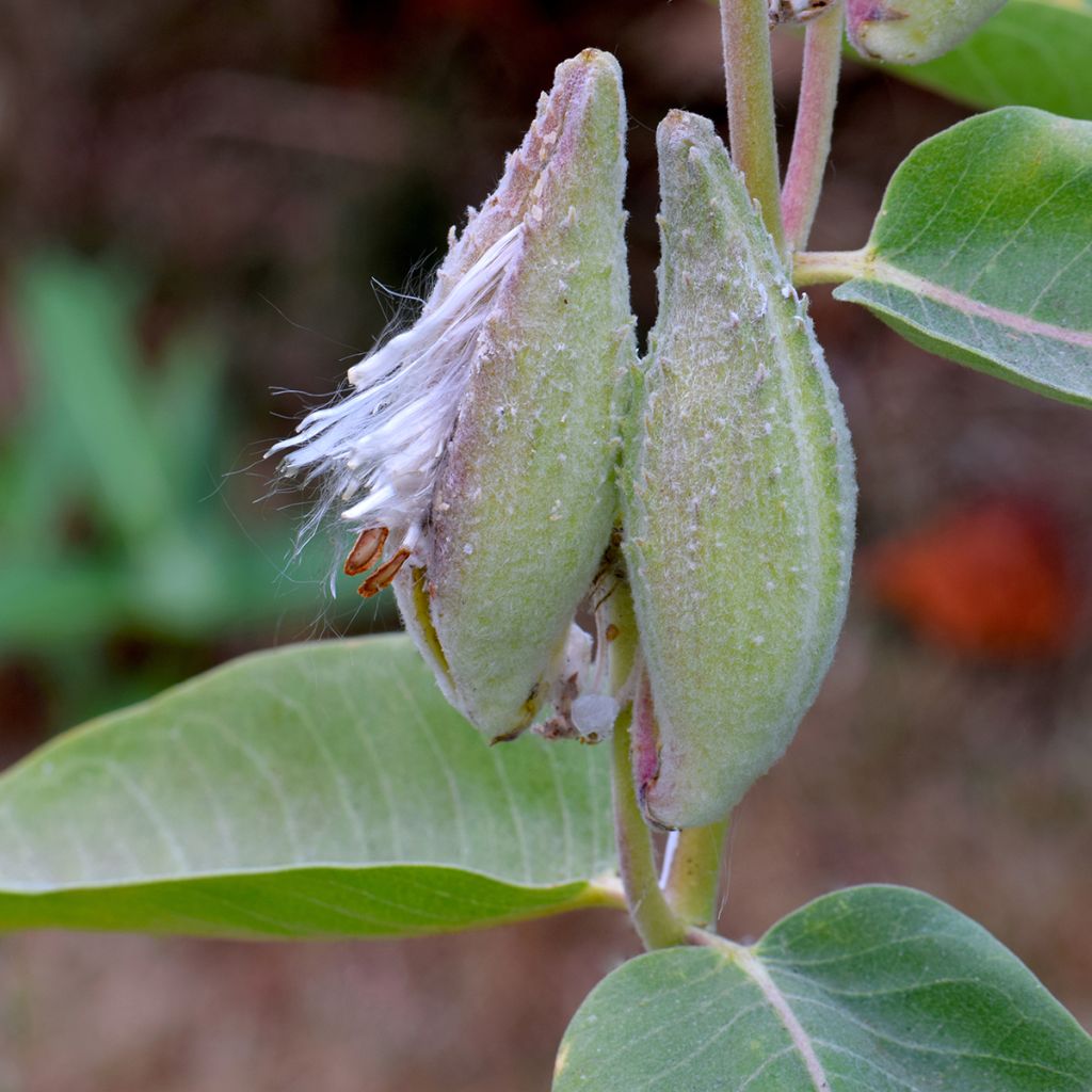 Asclepias speciosa - Prächtige Seidenpflanze