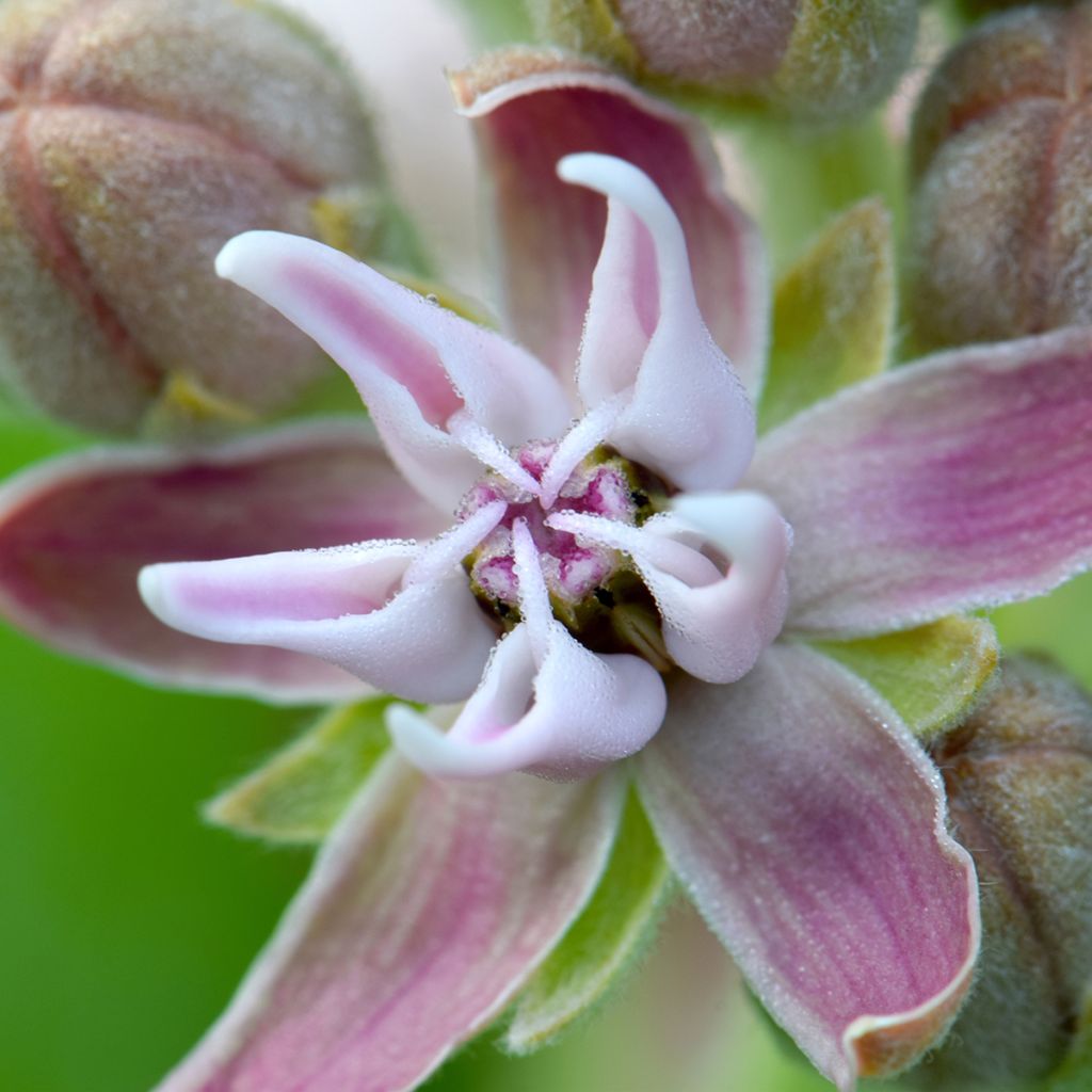 Asclepias speciosa - Prächtige Seidenpflanze