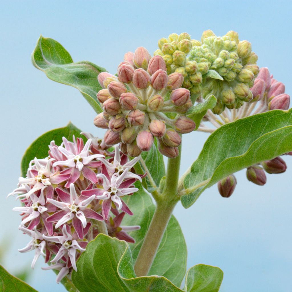 Asclepias speciosa - Prächtige Seidenpflanze