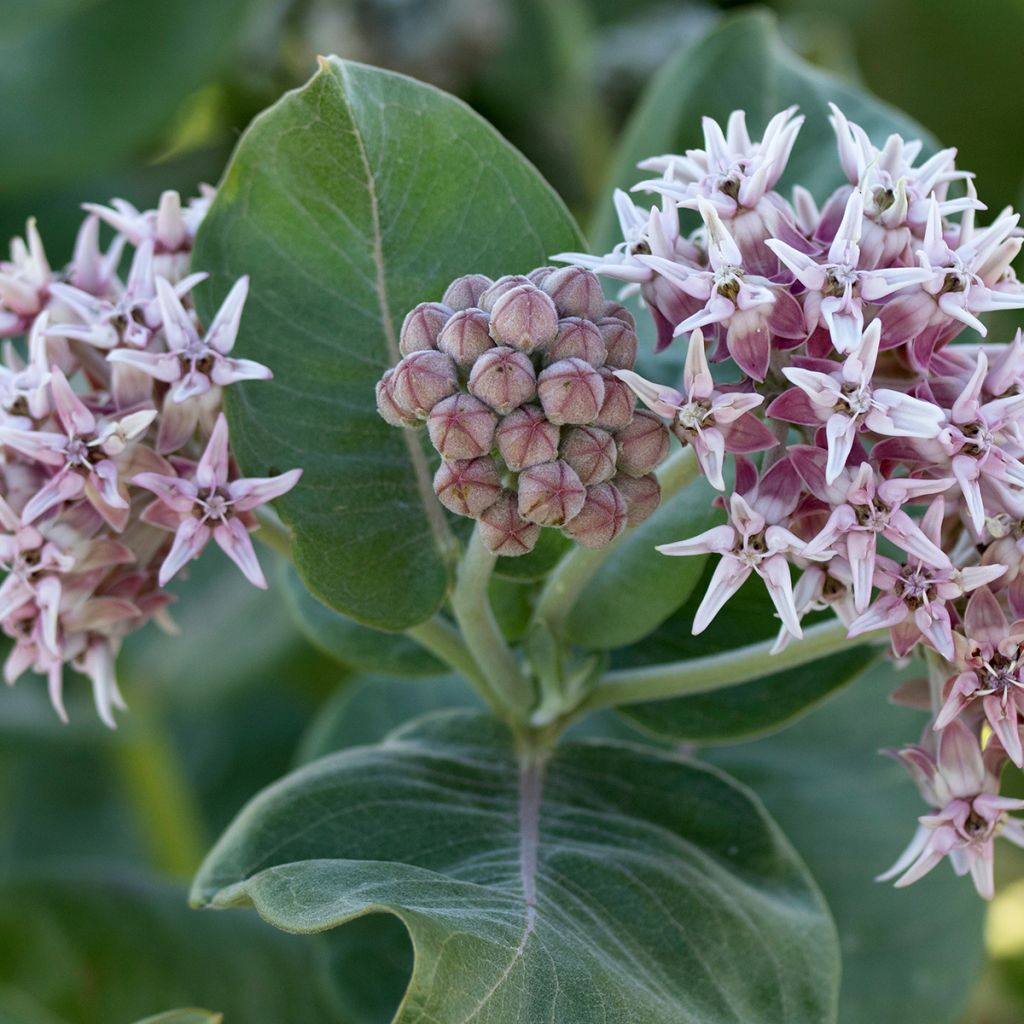 Asclepias speciosa - Prächtige Seidenpflanze