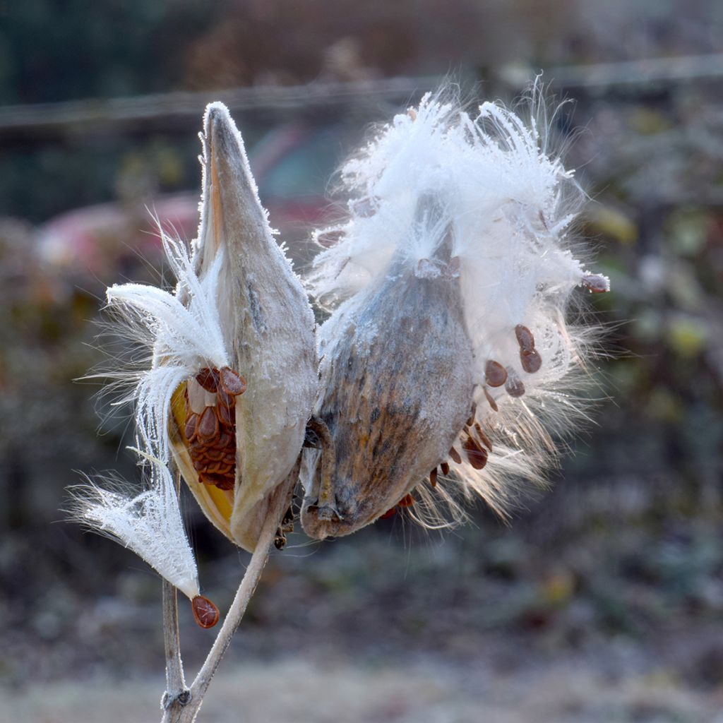 Asclepias speciosa - Prächtige Seidenpflanze