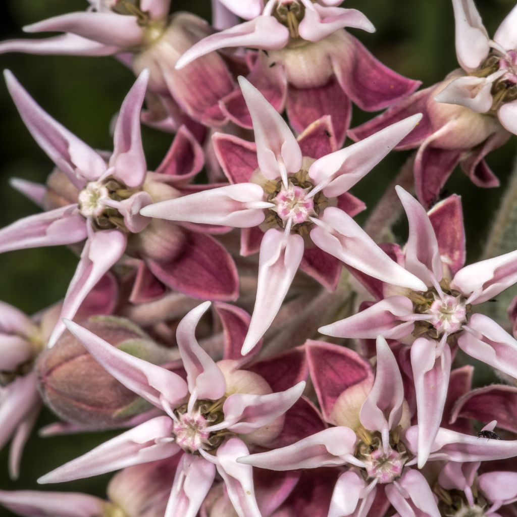 Asclepias speciosa - Prächtige Seidenpflanze