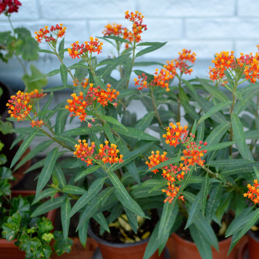 Asclepias curassavica - Curacao-Seidenpflanze