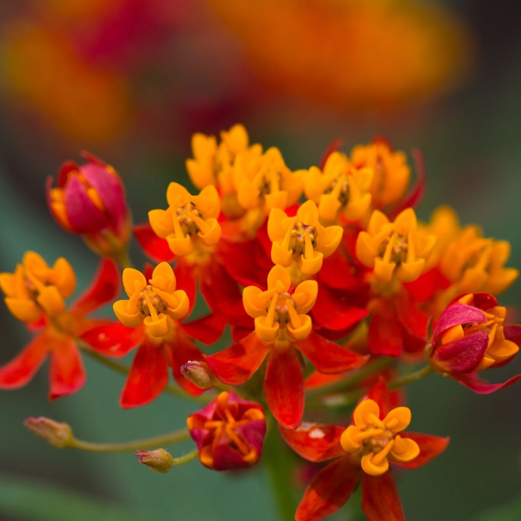 Asclepias curassavica - Curacao-Seidenpflanze