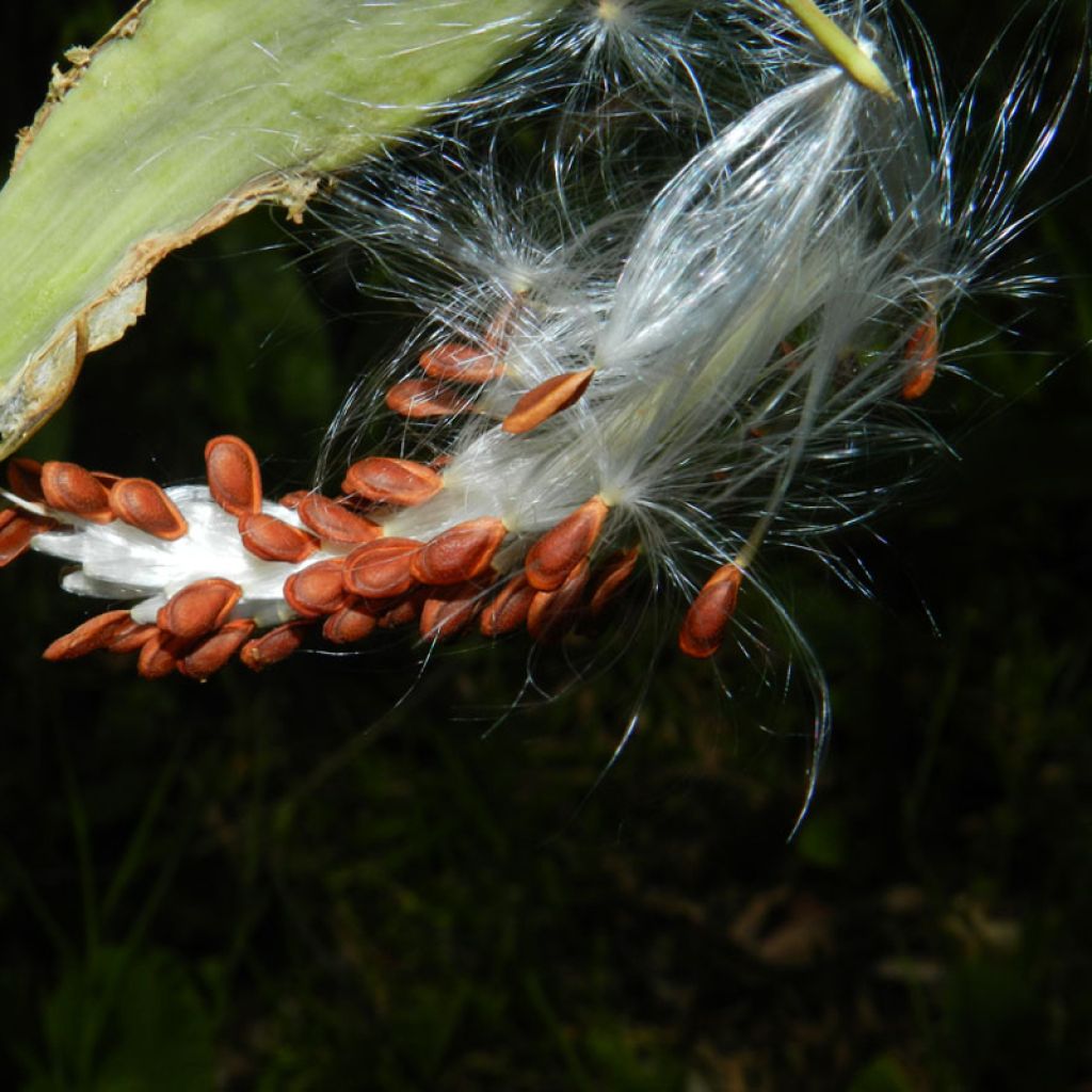 Asclépiade, Asclepias curassavica