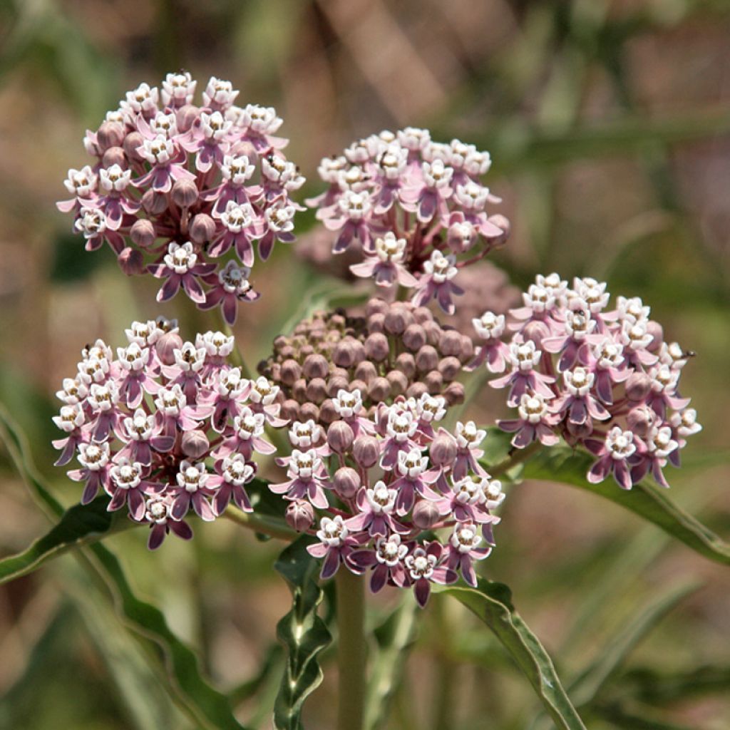 Asclepias fascicularis - Schmalblättrige Seidenpflanze