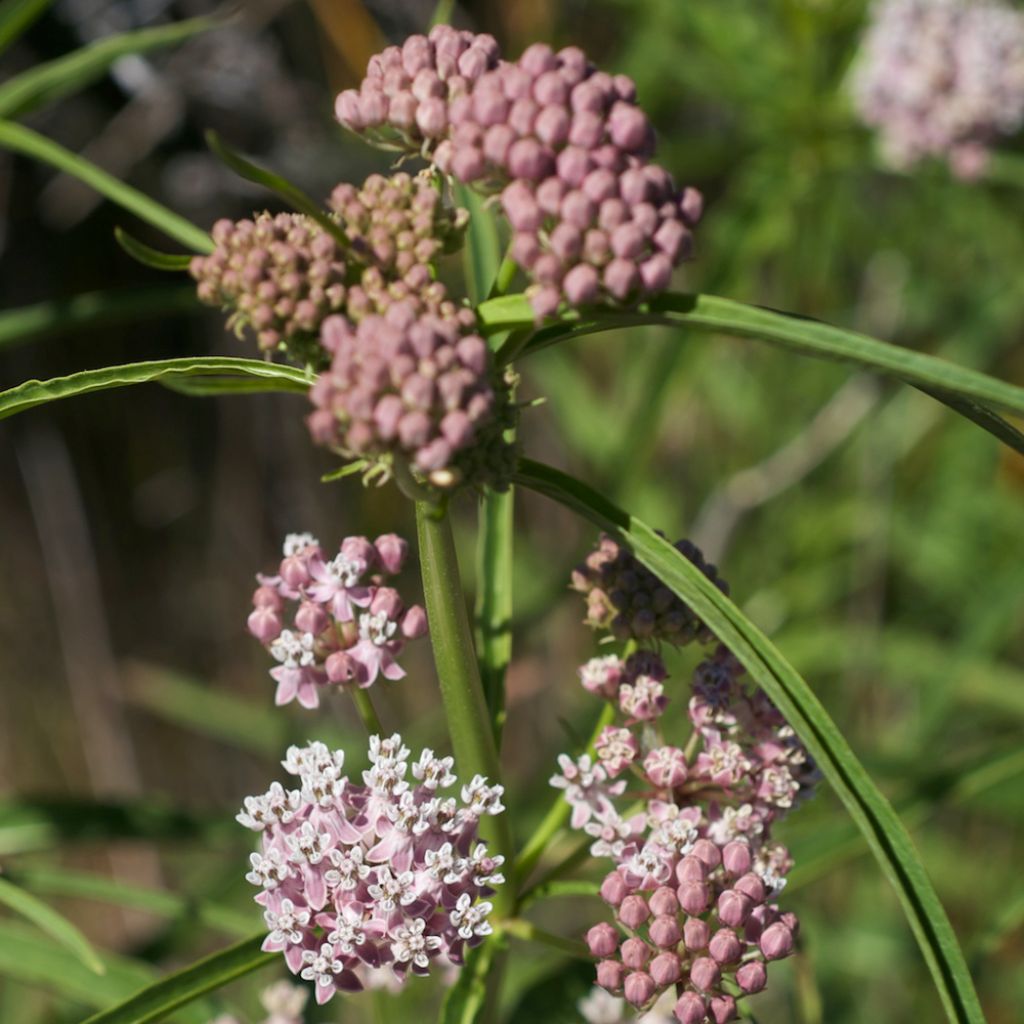 Asclépiade, Asclepias fascicularis