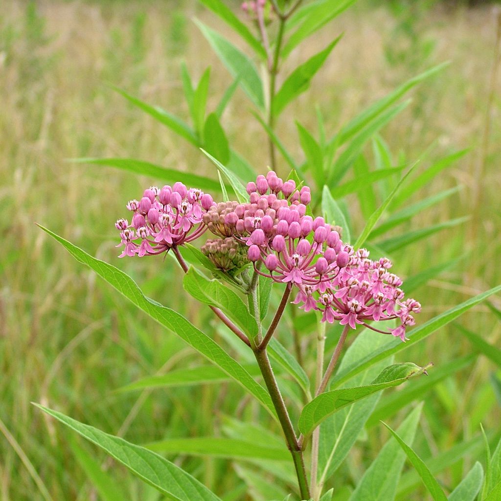 Asclepias incarnata - Rosablühende Seidenpflanze