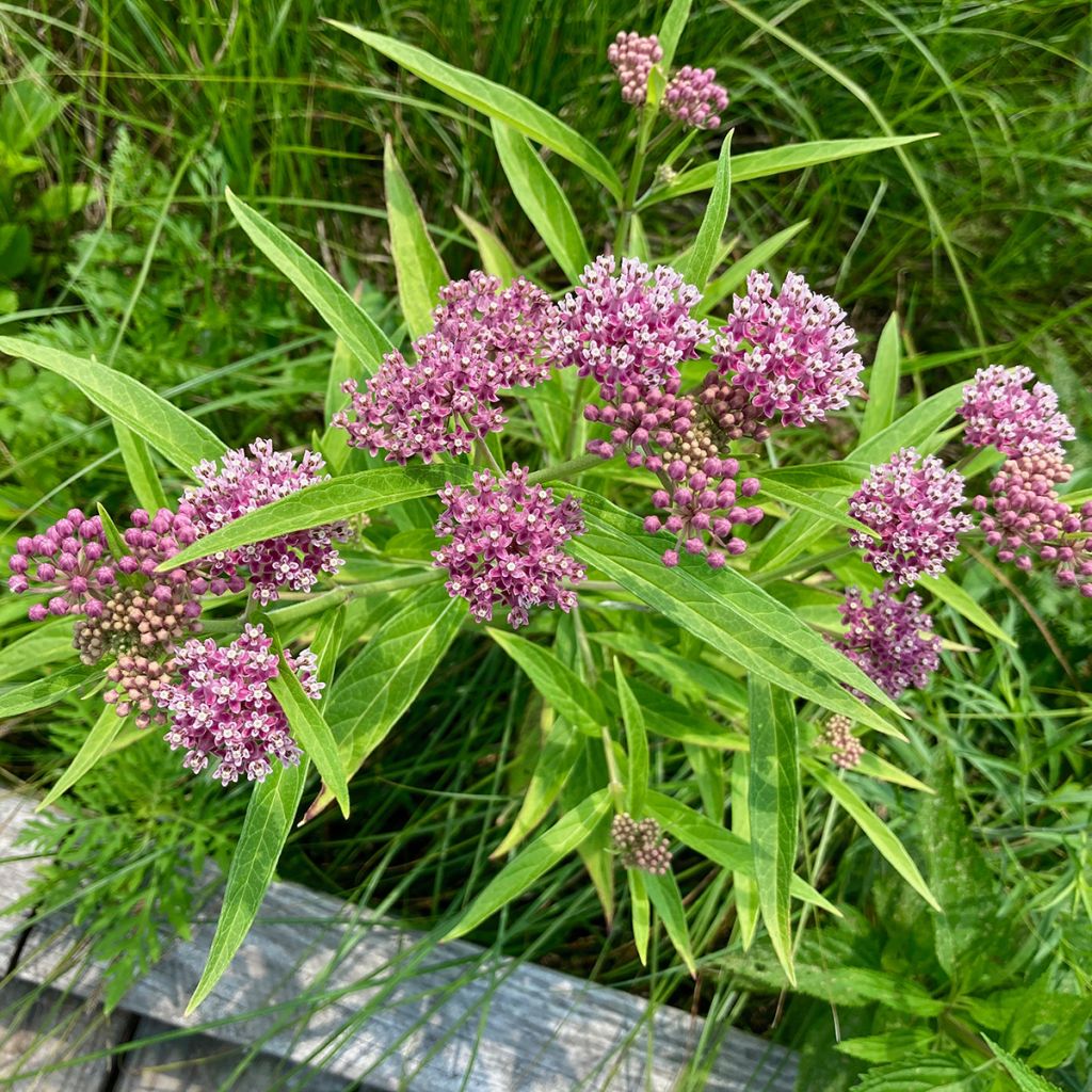 Asclepias incarnata - Rosablühende Seidenpflanze