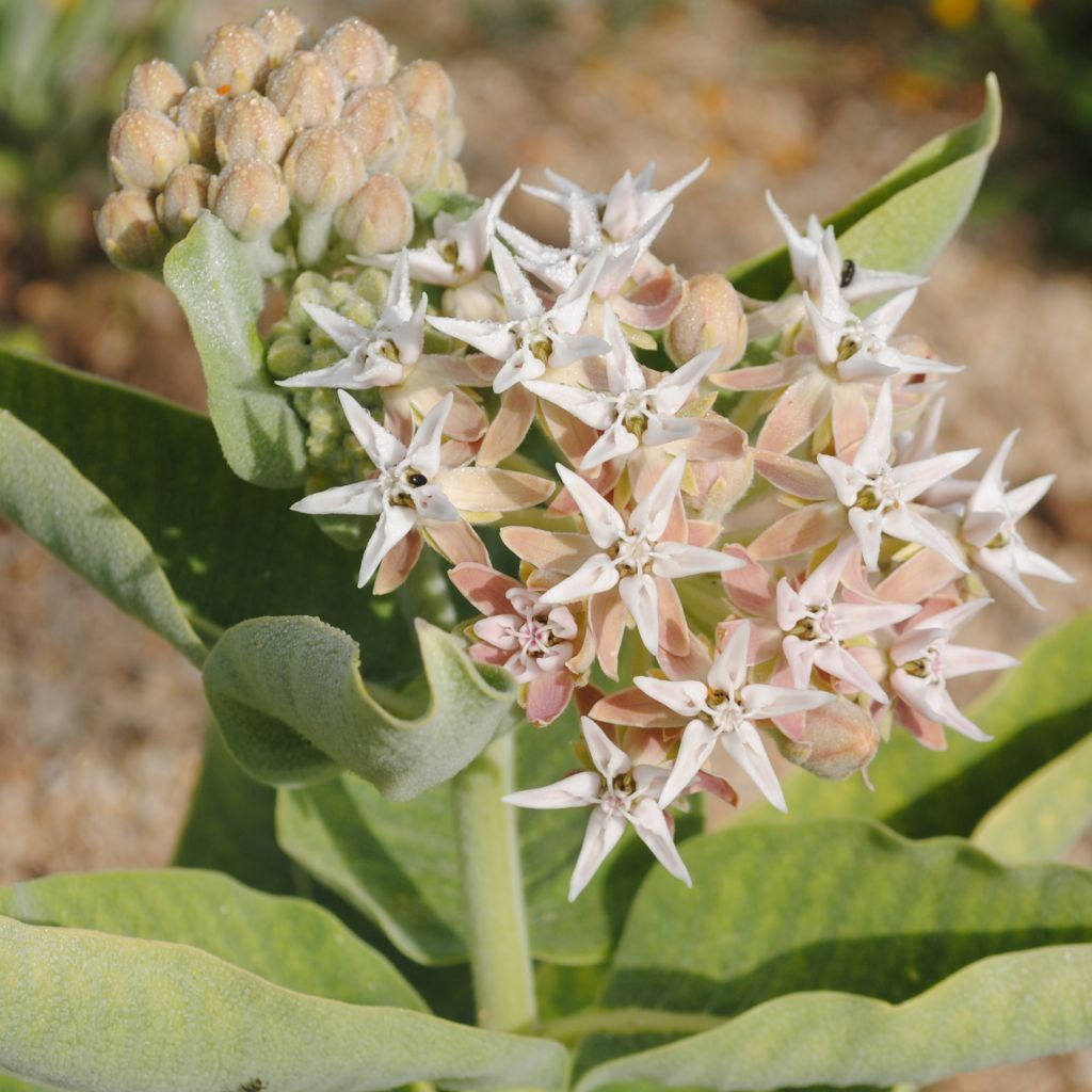 Asclepias speciosa - Prächtige Seidenpflanze