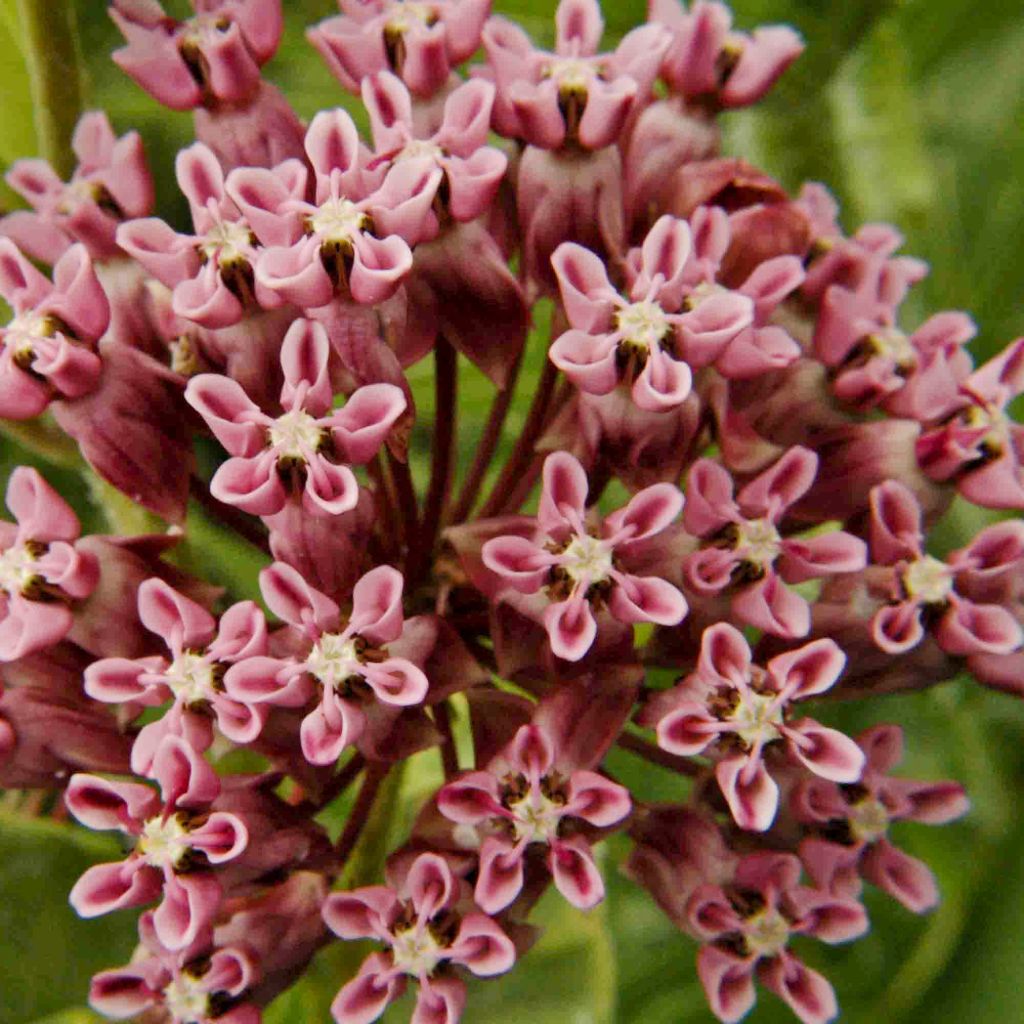 Asclepias sullivantii - Sullivants Seidenpflanze