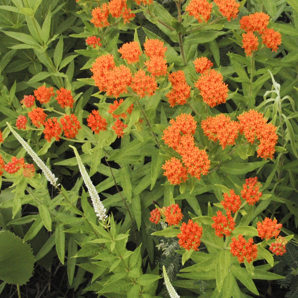 Asclepias tuberosa - Knollige Seidenpflanze