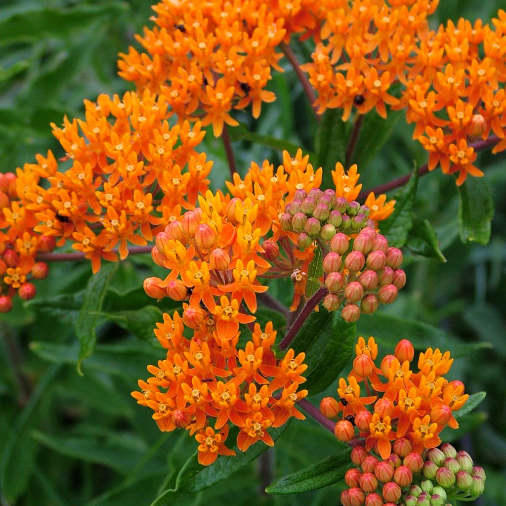 Asclepias tuberosa - Knollige Seidenpflanze