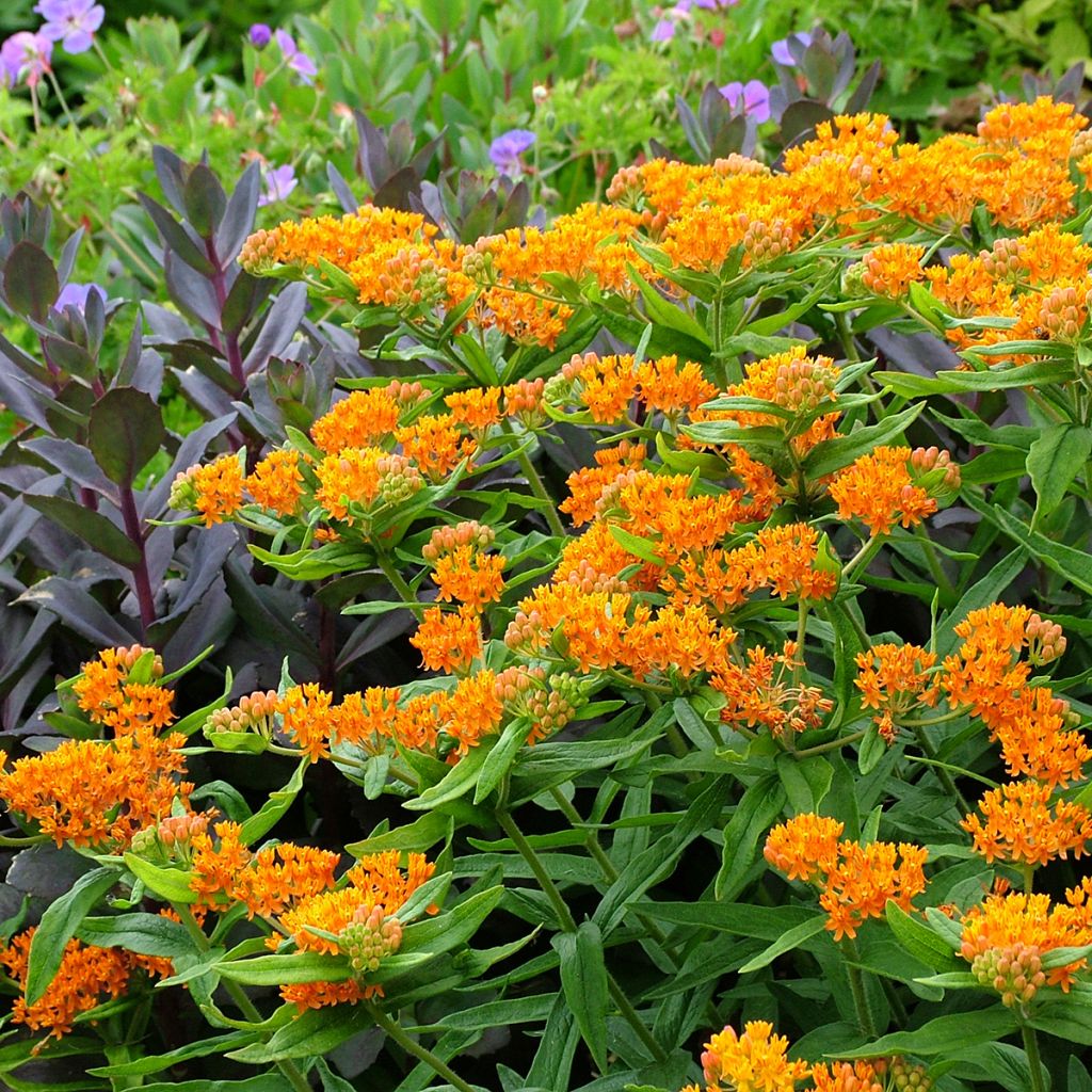 Asclepias tuberosa - Knollige Seidenpflanze