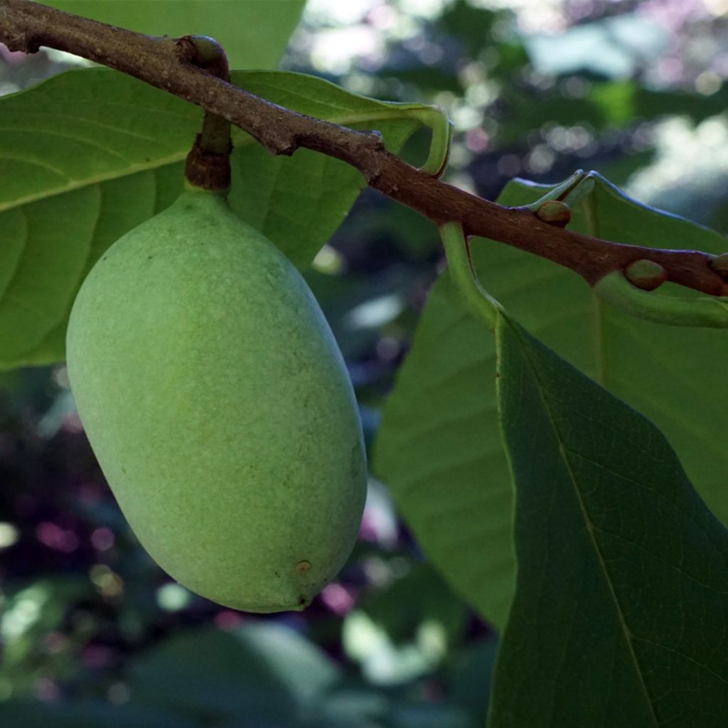 Asiminier, Pawpaw - Asimina triloba Overleese