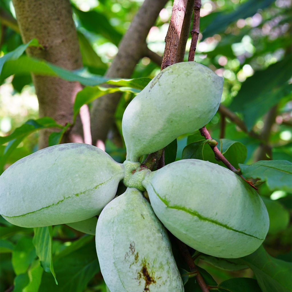 Papau Susquehanna Peterson Pawpaws - Asimina triloba