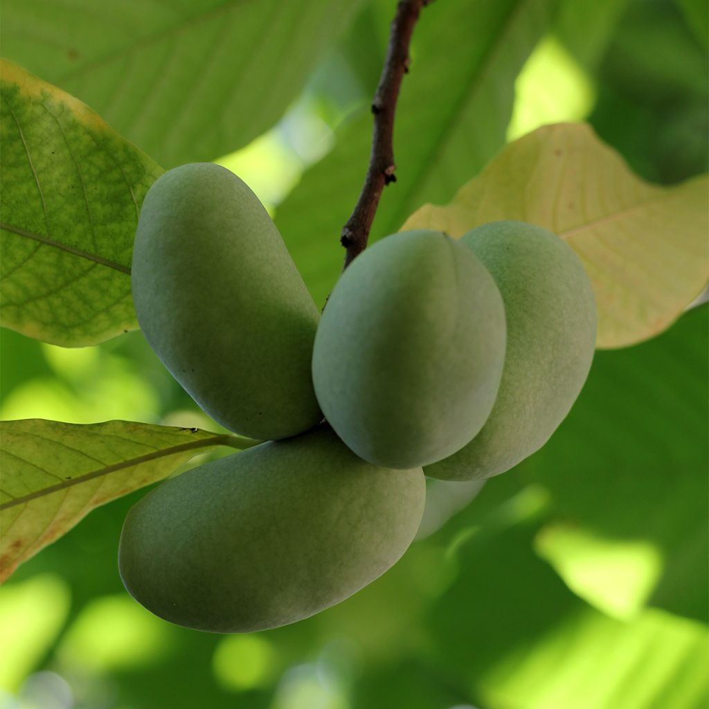 Papau Shenandoah - Asimina triloba