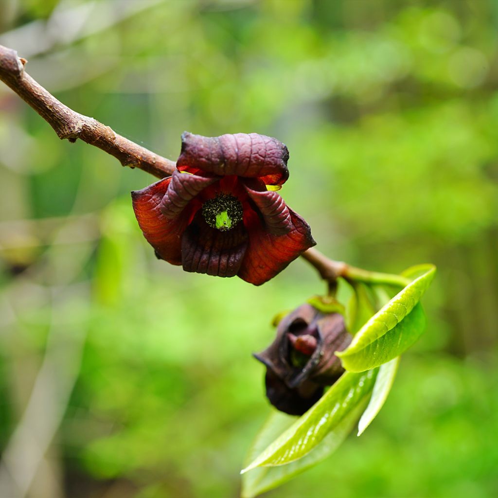 Asiminier, Pawpaw - Asimina triloba Shenandoah