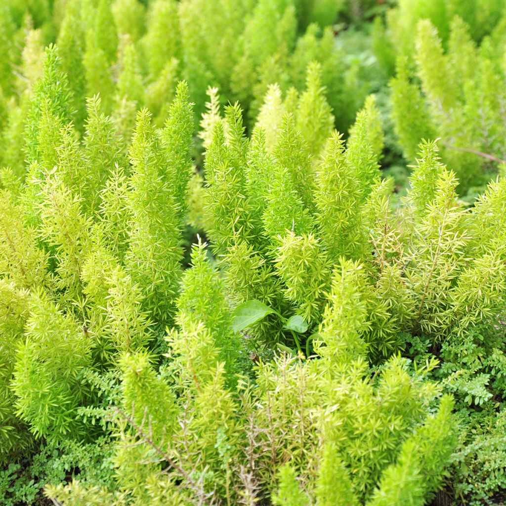 Asparagus densiflorus var. meyeri - Meyers Zierspargel