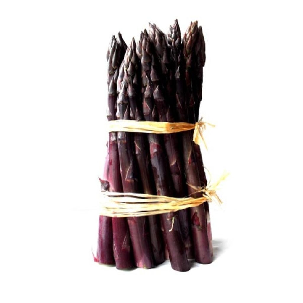 Spargel Rosalie F1 - Asparagus officinalis