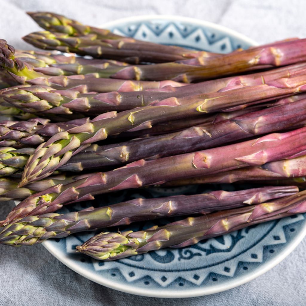 Asperge Rosalie en griffes - Asparagus officinalis