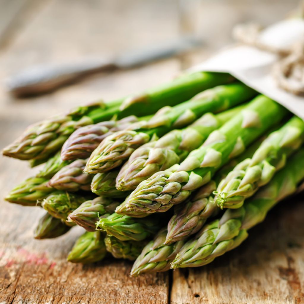 Spargel Voltaire F1 - Asparagus officinalis