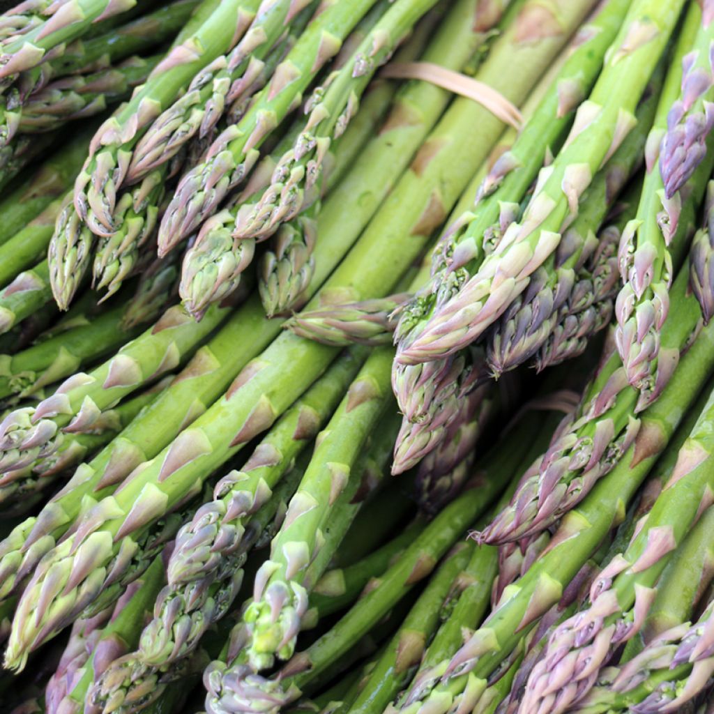 Spargel Lima Verte - Asparagus officinalis