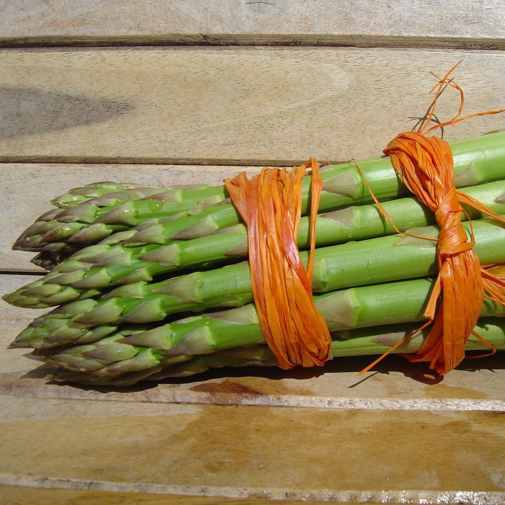 Spargel Lima Verte - Asparagus officinalis