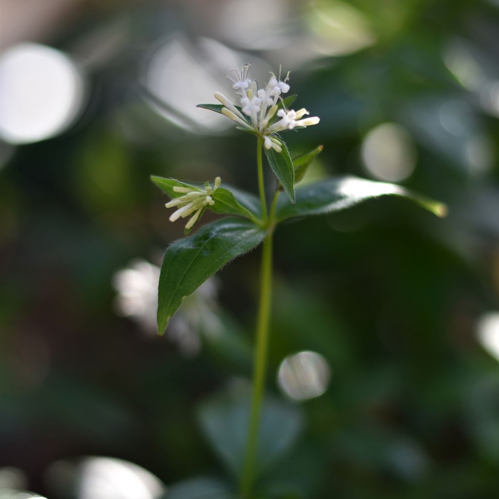 Asperula taurina - Turiner Meister