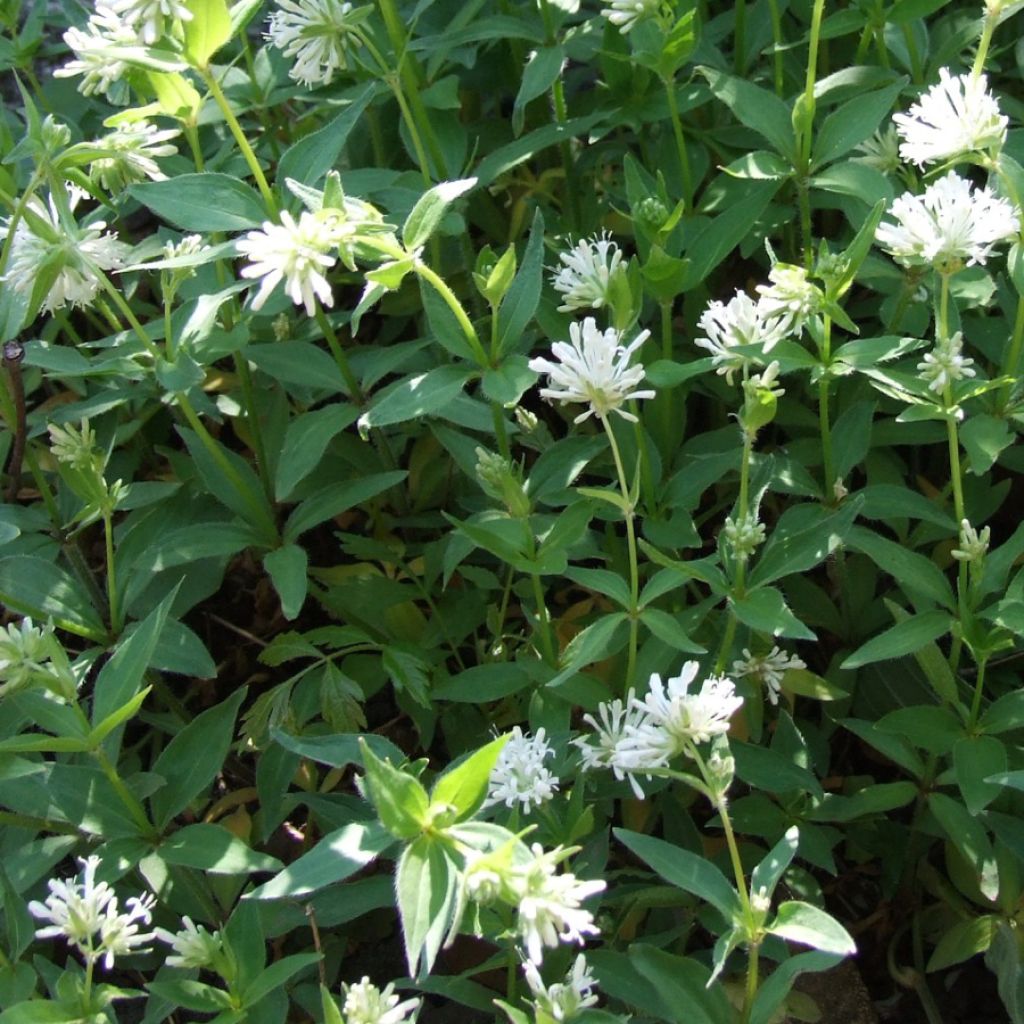 Asperula taurina - Turiner Meister